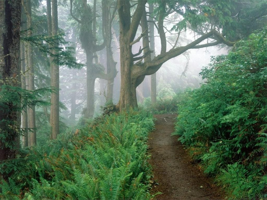 Sinharaja Forest