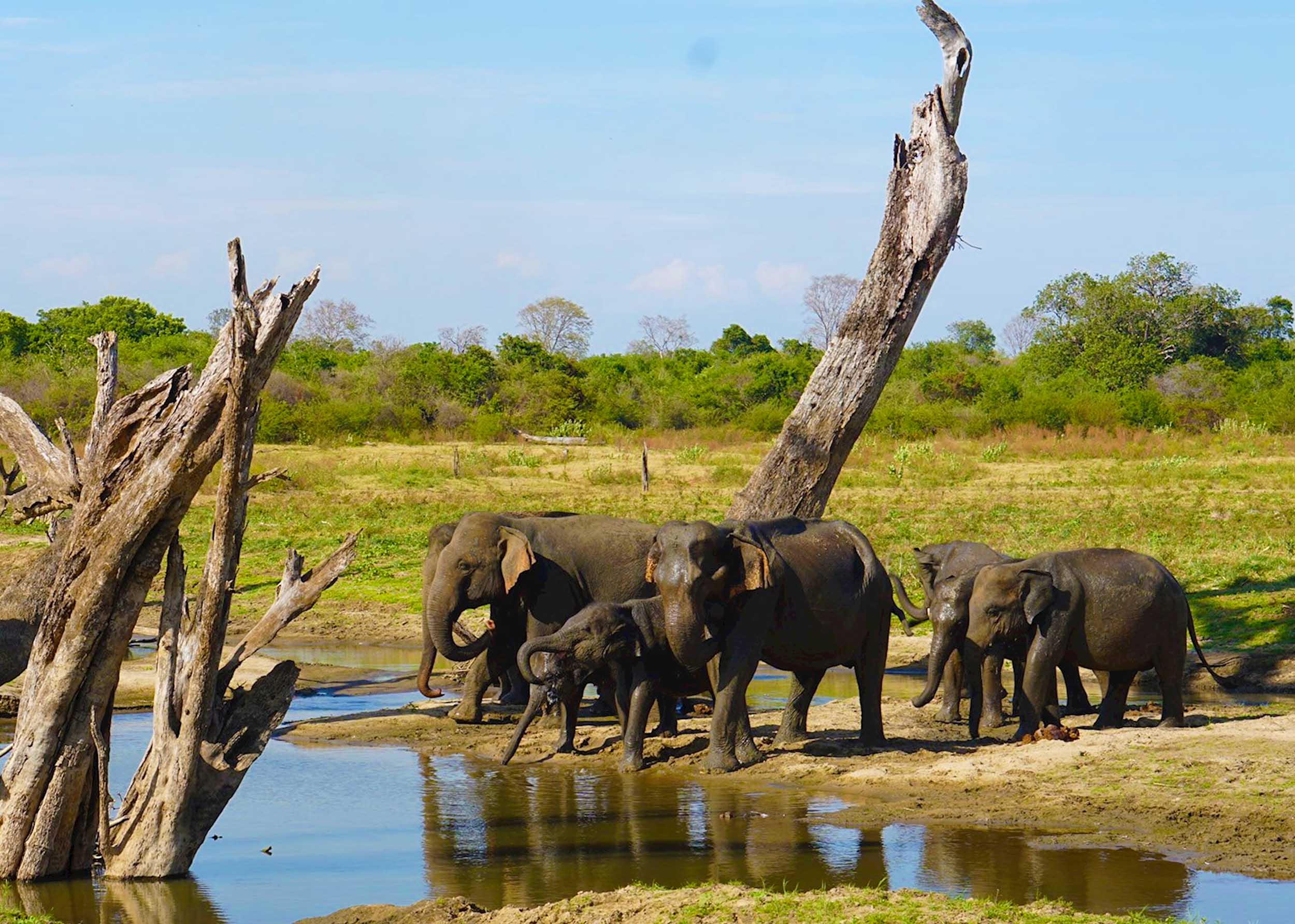 Udawalawe National Park