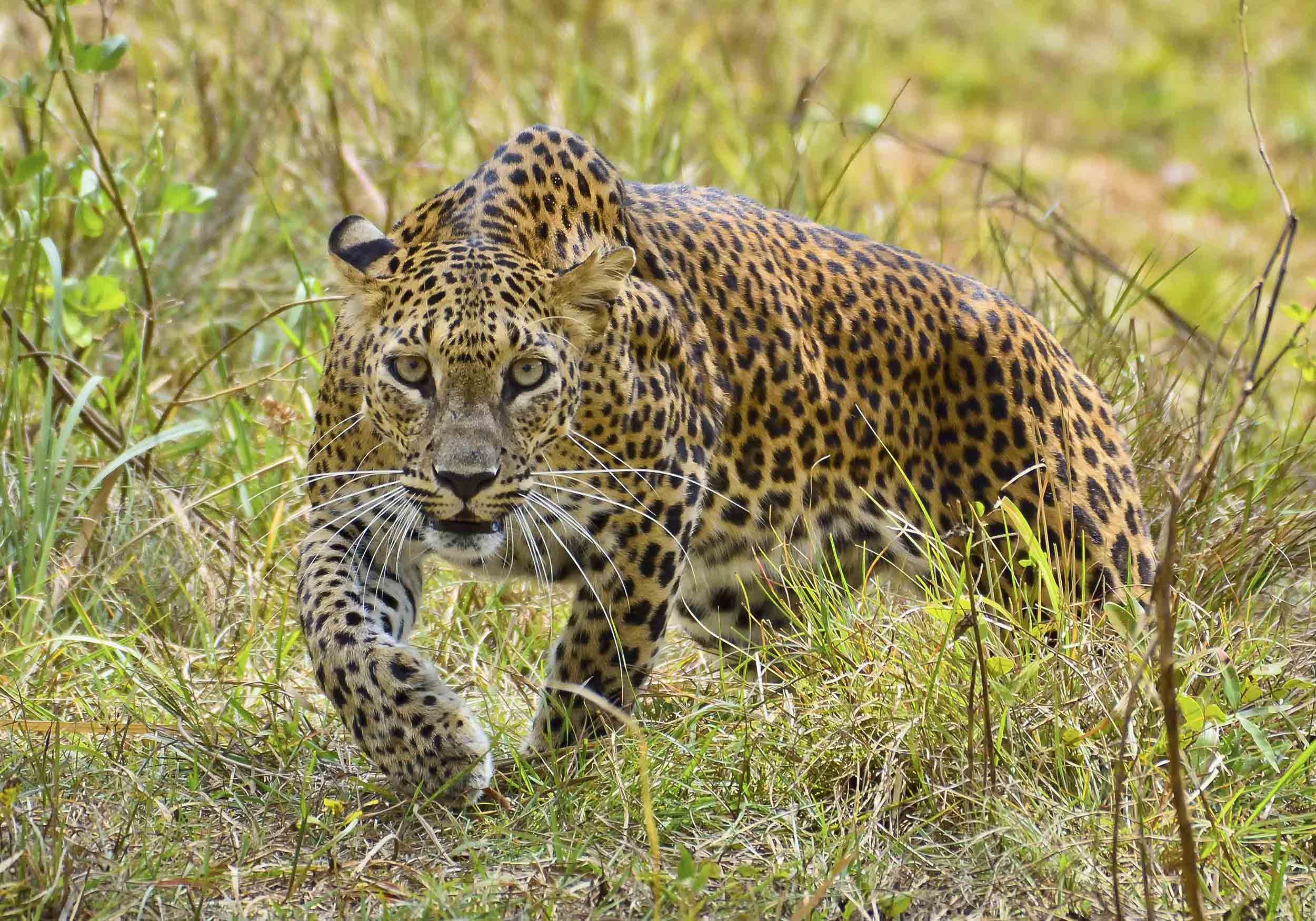 Yala National Park