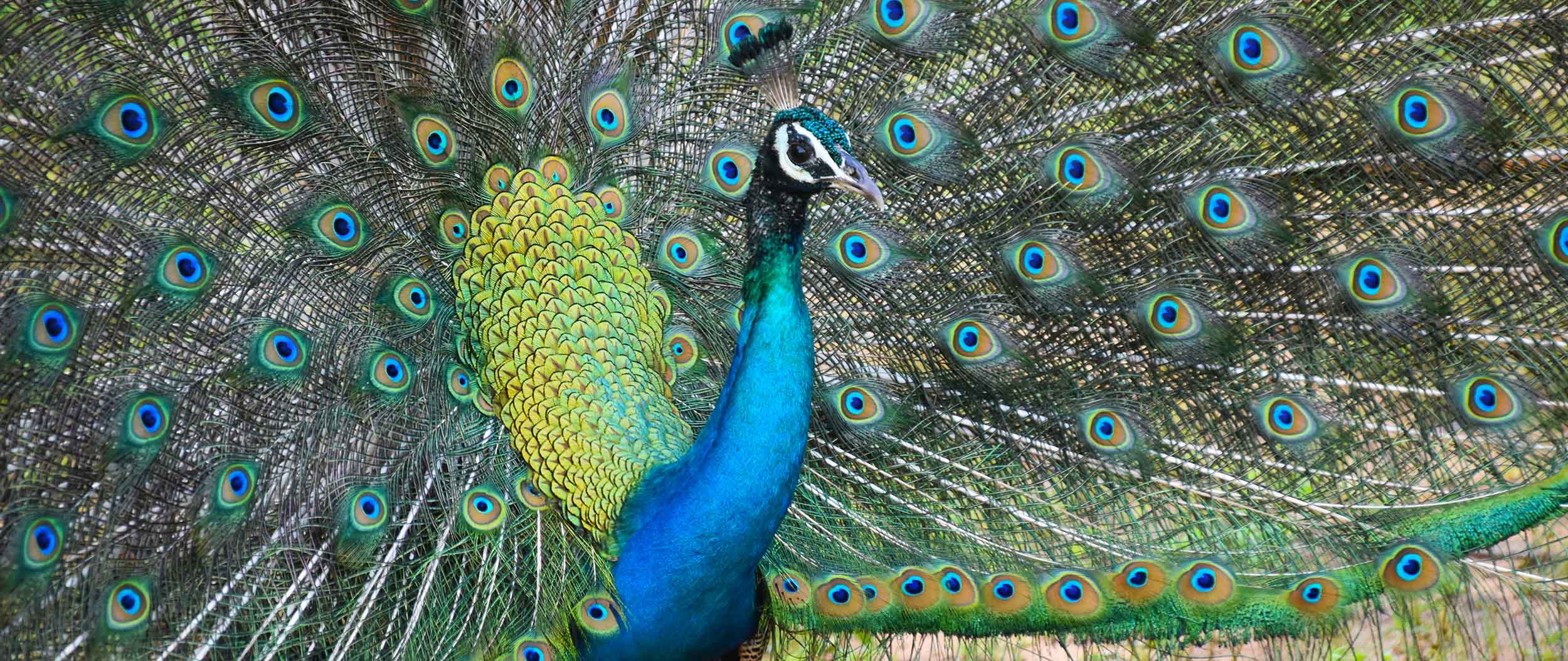 sri lanka peacock