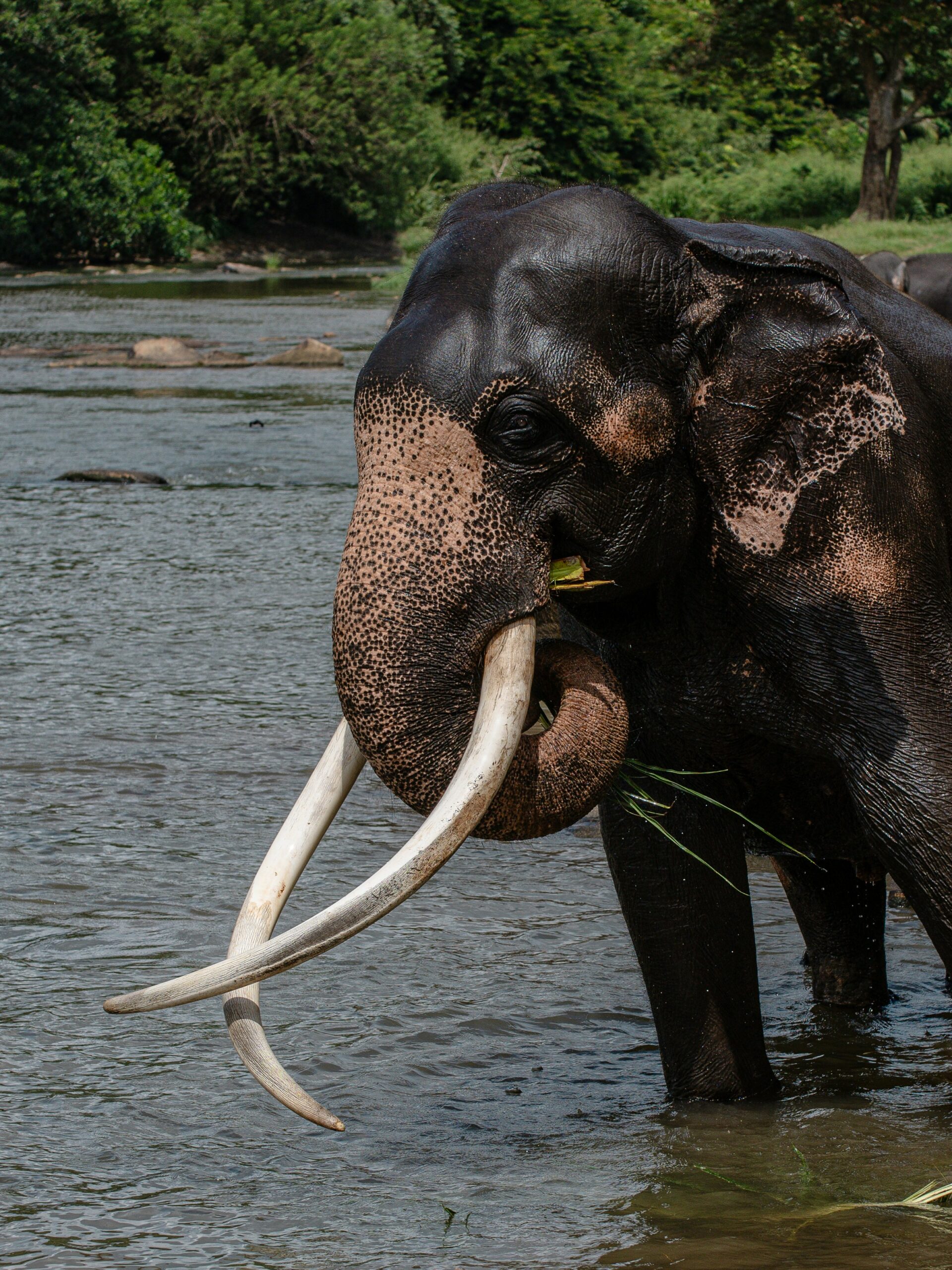 Sri Lanka Budget Tours 5 day